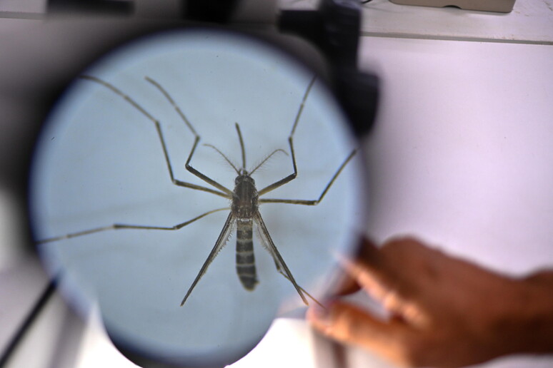 Dengue in Toscana: nuovo caso a Prato, scatta la disinfestazione a Mezzana