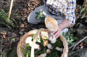 Funghi: Toscana conferma le agevolazioni per la raccolta nei territori montani