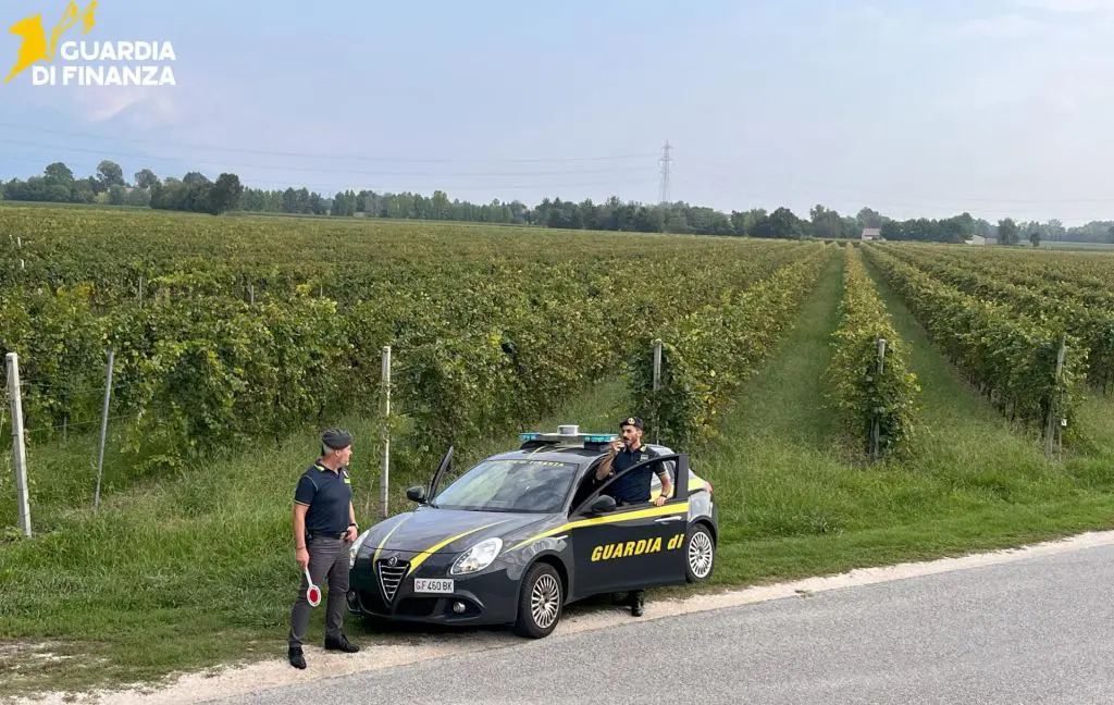 Vendemmia in nero, scoperti 25 braccianti irregolari nel trevigiano